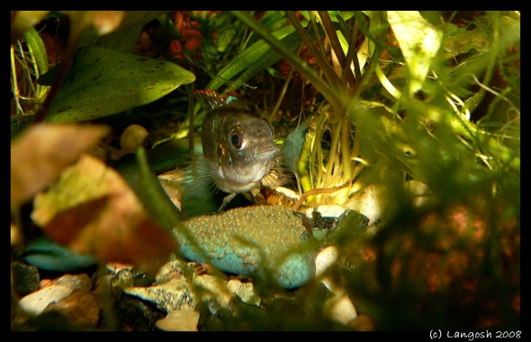 A. thomasi female with eggs.jpg