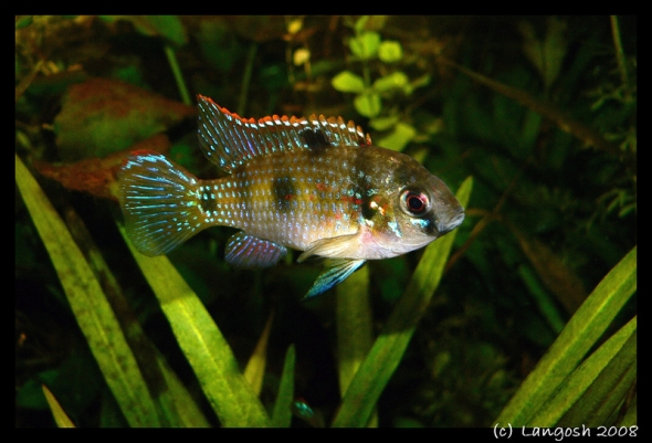 Anomalochromis thomasi.jpg