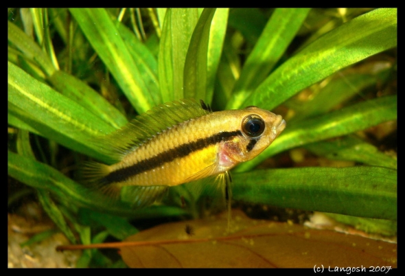 Ap. agassizii samice.jpg