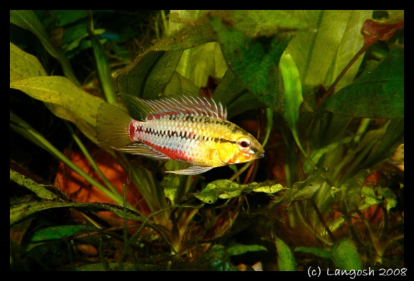 Apistogramma hongsloi.jpg