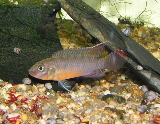 Congochromis  sabinae sameček.jpg