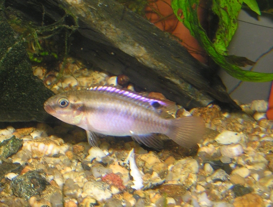 Congochromis sabinae  samička.jpg