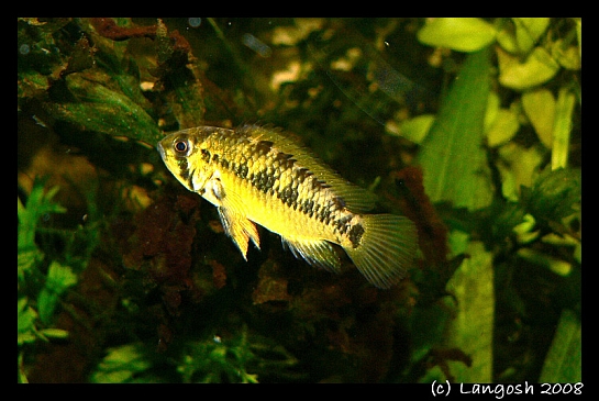 A. sp. Rotpunkt female.jpg