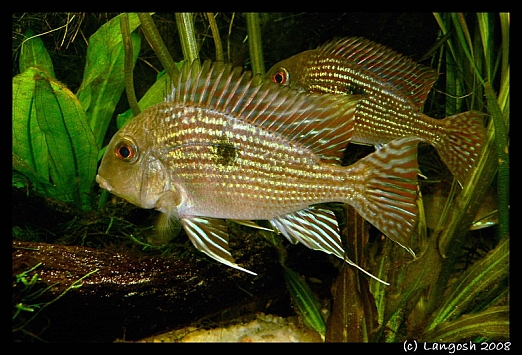 Geophagus sp. Pindare pair.jpg