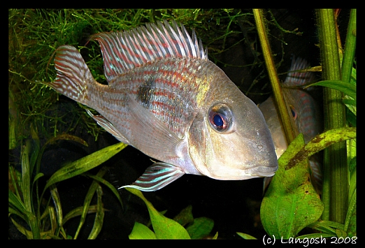 Geophagus sp. Pindare male.jpg