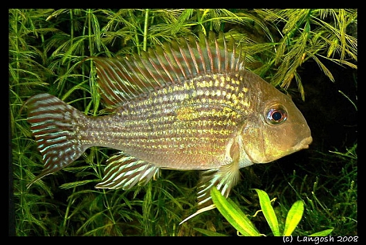 Geophagus sp. Pindare male1.jpg