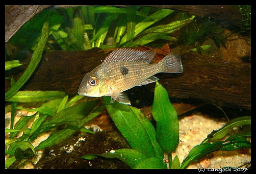 Geophagus sp. Pindare juvenile.jpg