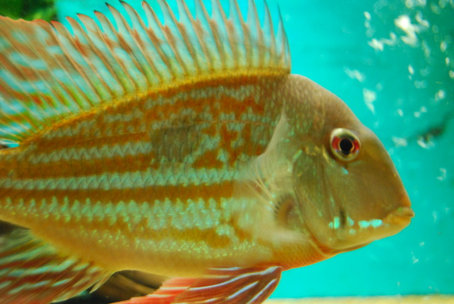 geophagus.jpg