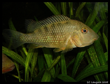 Geophagus steindachneri holding female.jpg