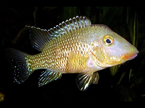 Geophagus steindachneri male.jpg