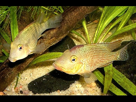 Geophagus steindachneri pair.jpg