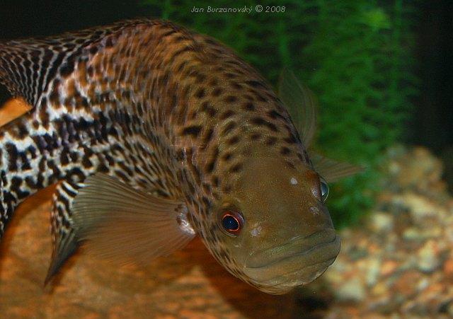 Parachromis managuensis 02.JPG