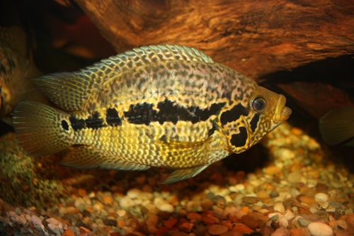 parachromis loisellei mlady samec cca 12 cm.JPG