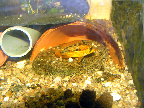 Apistogramma macmasteri samička.jpg