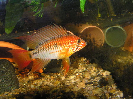 Apistogramma macmasteri samec.jpg