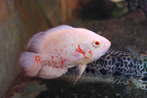 mlady a. ocellatus Albinored tiger.JPG