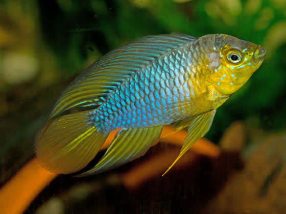 Apistogramma borellii samec.jpg