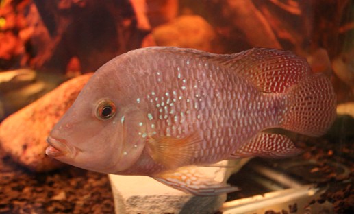 geophagus brasiliensis.JPG