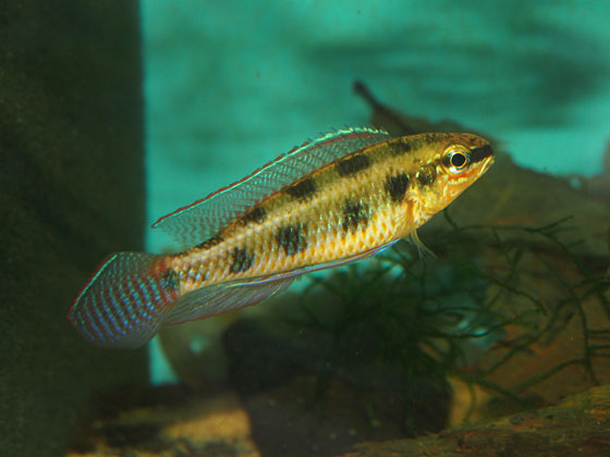 D. maculatus, sameček.jpg