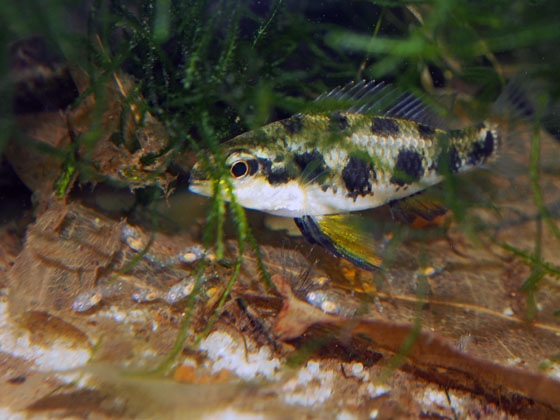 D.maculatus potěr.jpg