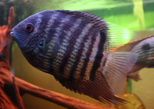 H. severum..JPG