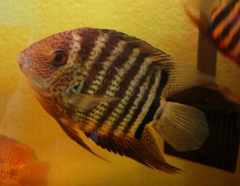 H. severum.JPG