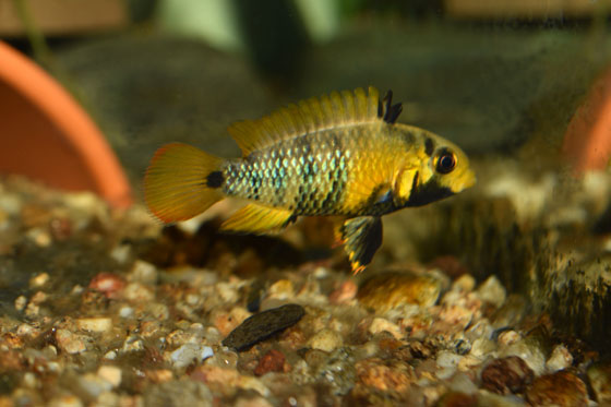 samička Apistogramma baenschi.jpg