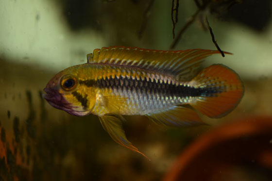 sameček Apistogramma sp. Abacaxis.jpg