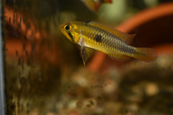 samička Apistogramma sp. Abacaxis.jpg