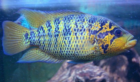 parachromis friedrichsthalii - samec.JPG