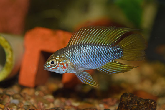 samec Apistotogramma borellii  - Opal.jpg