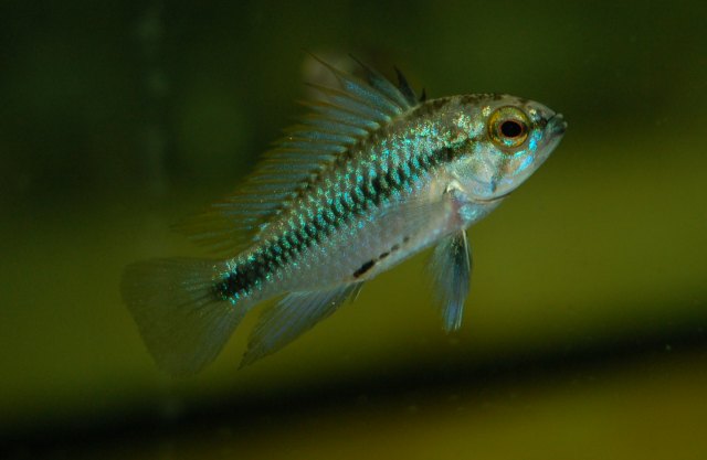 A.trifasciata 06.JPG