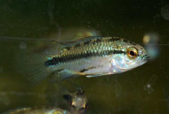 A.trifasciata 10.JPG