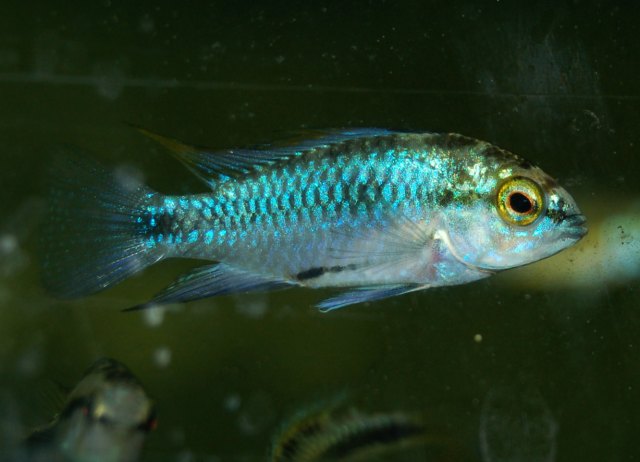 A.trifasciata 07.JPG