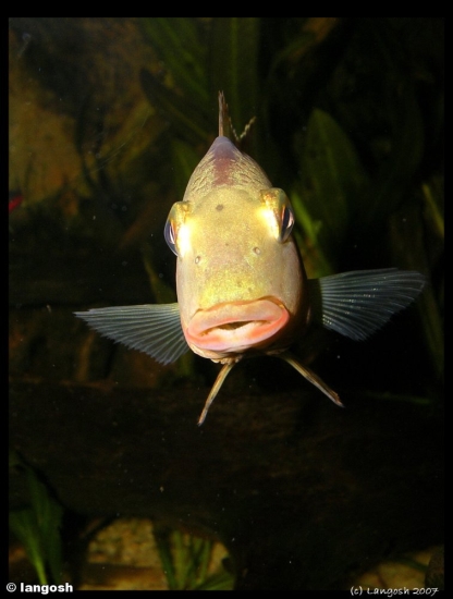 Geophagus steindachneri male.jpg