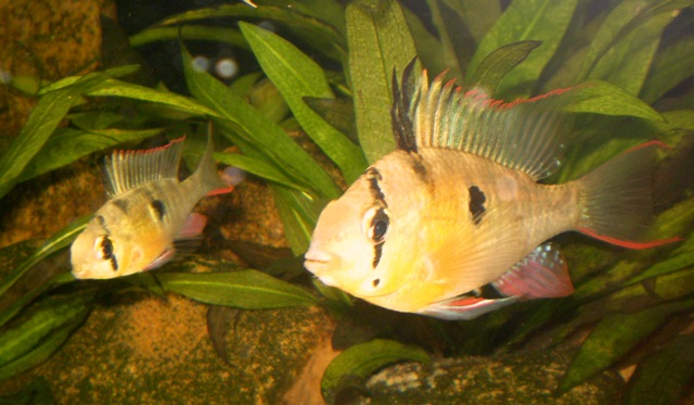 Mikrogeophagus altispinosa.jpg