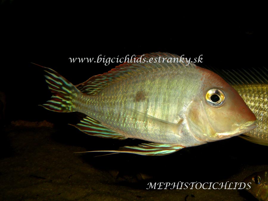 GEOPHAGUS RED HEAD TAPAJOS.jpg