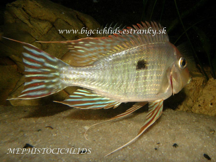 GEOPHAGUS RED HEAD TAPAJOS 1.jpg