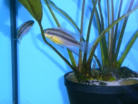 Pelvicachromis taeniatus - 1.JPG