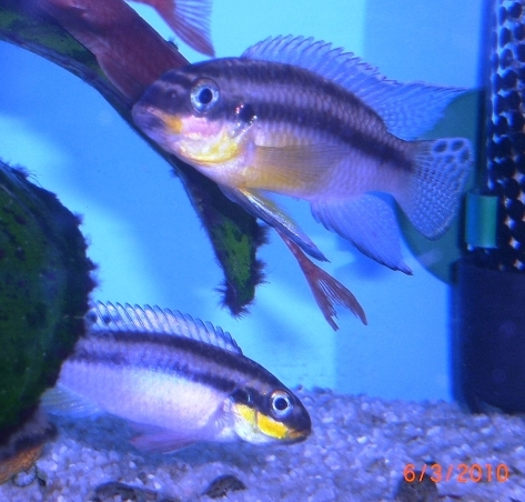 Pelvicachromis taeniatus - 2.JPG