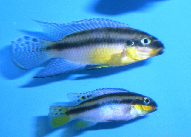 Pelvicachromis taeniatus - 3.JPG