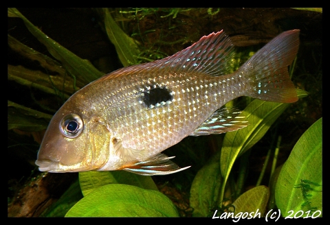 Geophagus camopiensis.jpg