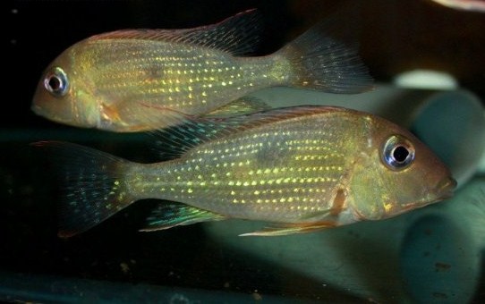 geophagus_camopiensis[2].jpg