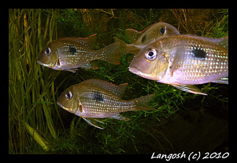 Geophagus camopiensis1.jpg