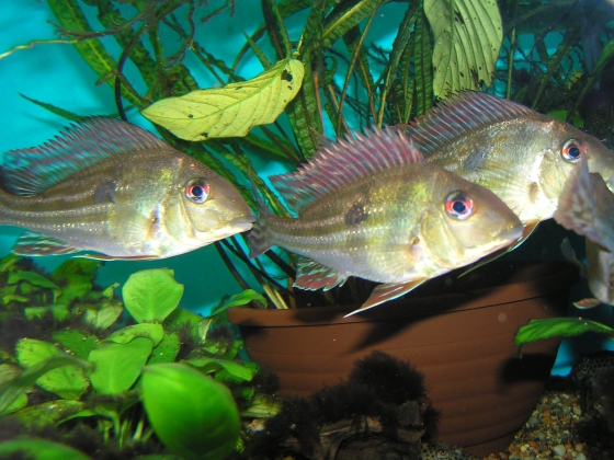 Geophagus winemilleri -1.jpg