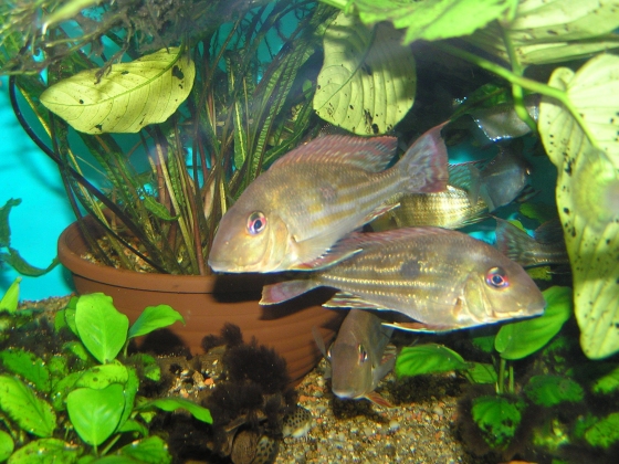 Geophagus winemilleri - 2.jpg