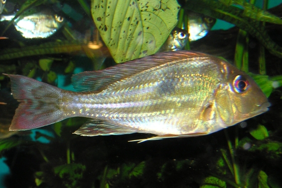 Geophagus winemilleri - 3.jpg