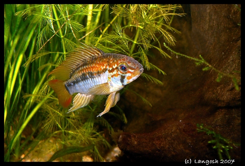 Apisto. macmasteri RM male.jpg