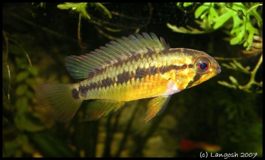 Apisto. macmasteri female.jpg