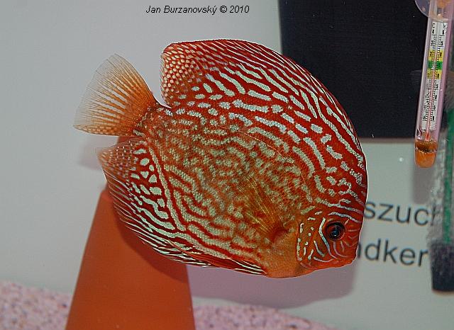 INTERZOO2010 17.JPG